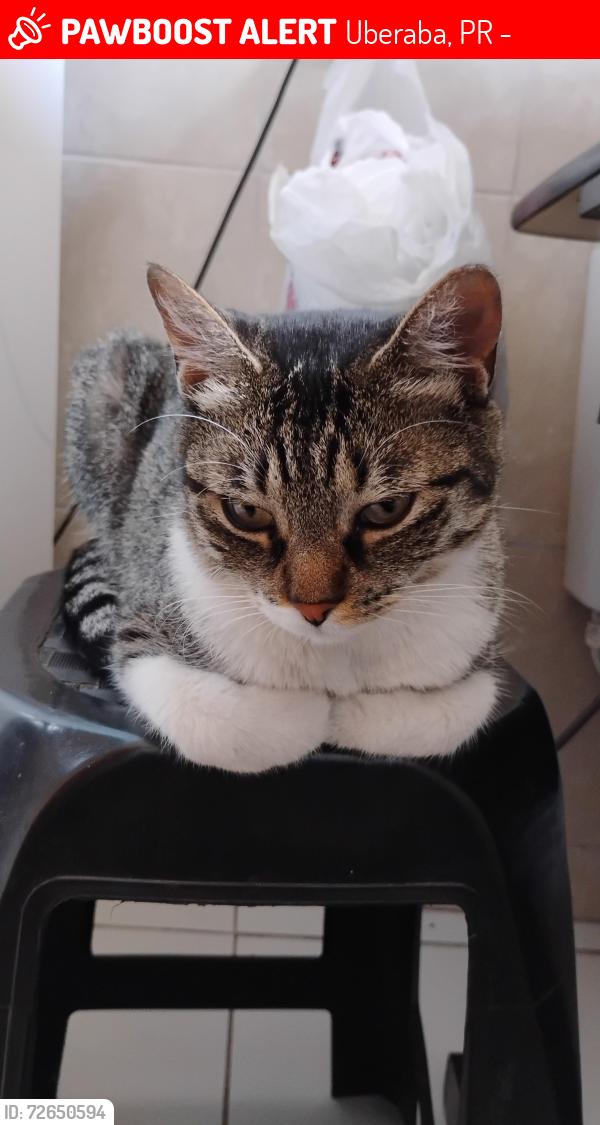 Lost Female Cat last seen Condomínio residências do parque, Uberaba, PR 81560-001