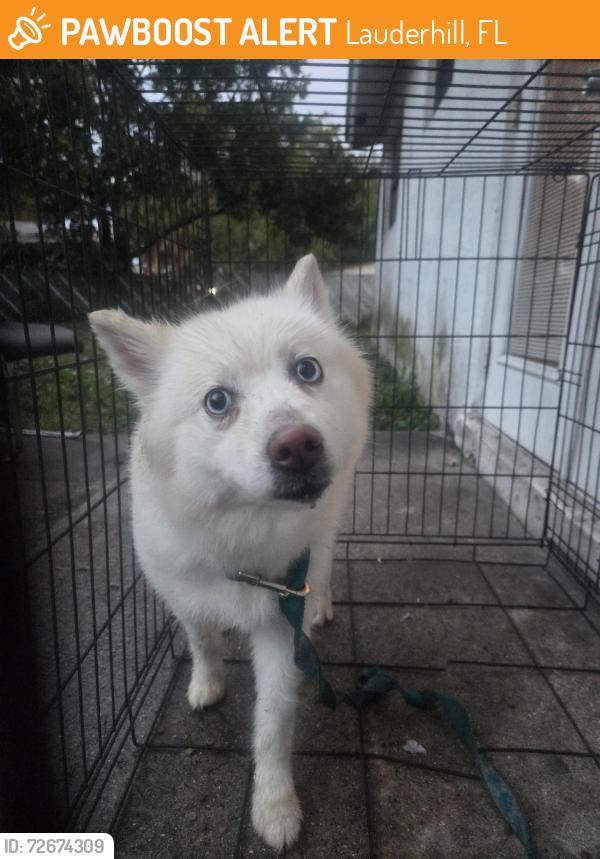 Found/Stray Female Dog last seen Near avenue , Lauderhill, FL 33311