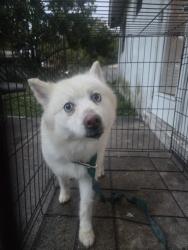Found/Stray Female Dog last seen Near avenue , Lauderhill, FL 33311