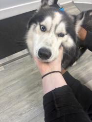 Found/Stray Male Dog last seen bayou segnate park, Westwego, LA 70072