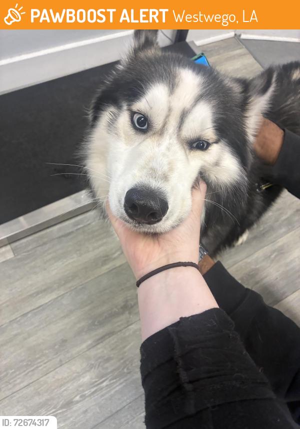 Found/Stray Male Dog last seen bayou segnate park, Westwego, LA 70072