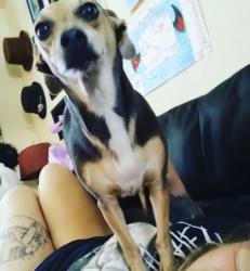 Lost Female Dog last seen security boulevard and willis drive, Colorado Springs, CO 80911