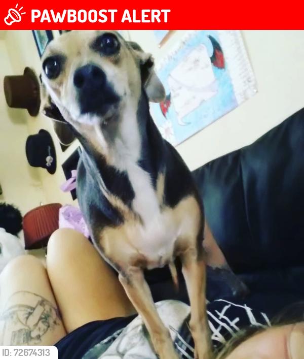 Lost Female Dog last seen security boulevard and willis drive, Colorado Springs, CO 80911