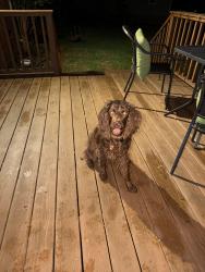 Found/Stray Male Dog last seen Derwood circle , Berea, SC 29617