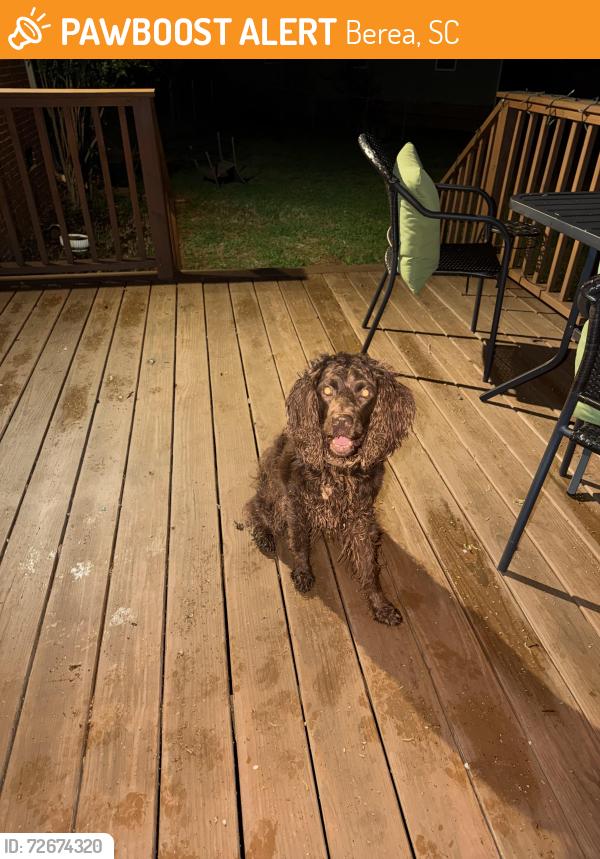 Found/Stray Male Dog last seen Derwood circle , Berea, SC 29617