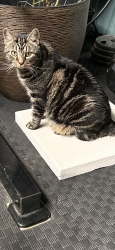 Lost Male Cat last seen Cricket Club on Tower Rd, Gainesville, FL 32607