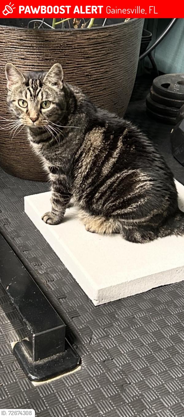 Lost Male Cat last seen Cricket Club on Tower Rd, Gainesville, FL 32607