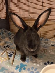 Found/Stray Female Rabbit last seen SE Peacock St, Hobe Sound, FL 33455