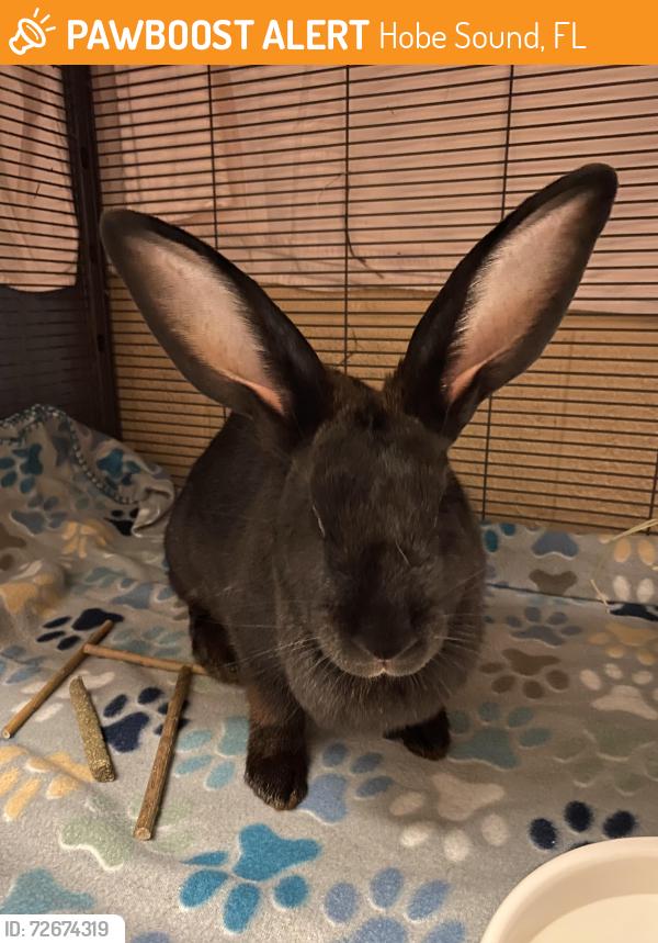 Found/Stray Female Rabbit last seen SE Peacock St, Hobe Sound, FL 33455