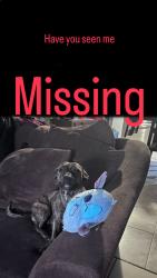 Lost Female Dog last seen Shaw and Armstrong , Clovis, CA 93611