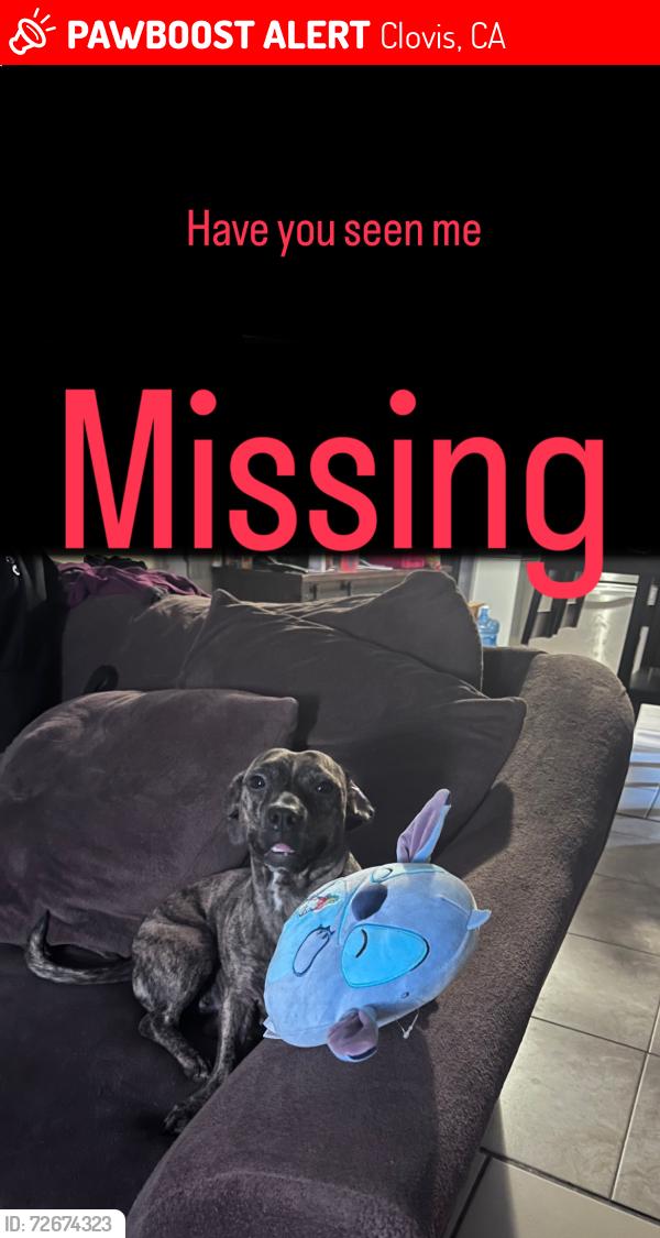 Lost Female Dog last seen Shaw and Armstrong , Clovis, CA 93611