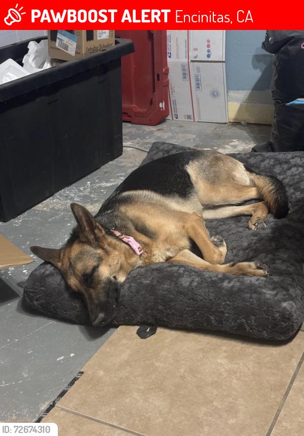 Lost Female Dog last seen Encinitas CA, Encinitas, CA 92007