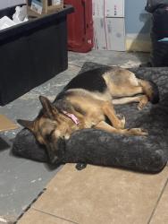 Lost Female Dog last seen Encinitas CA, Encinitas, CA 92007