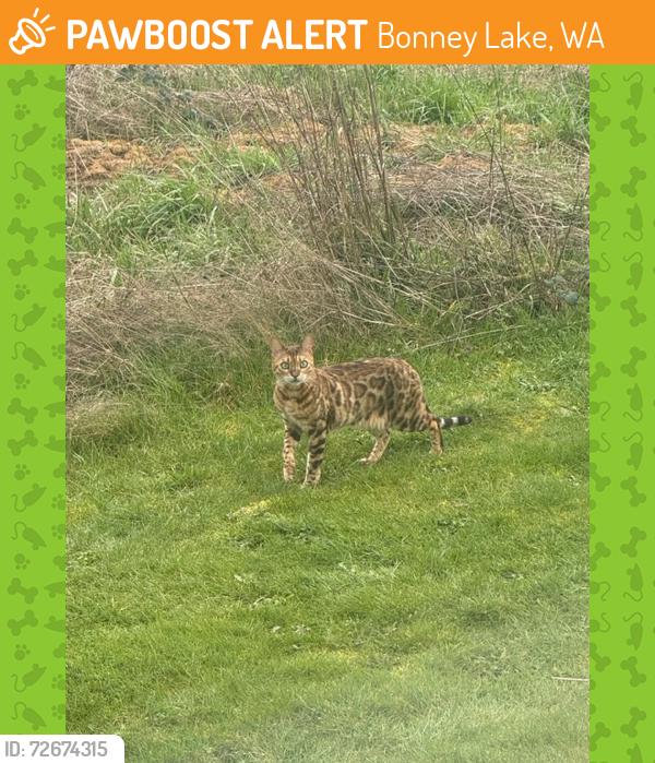 Found/Stray Unknown Cat last seen Angeline and 104th, Bonney Lake, WA 98391