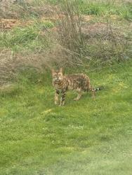 Found/Stray Unknown Cat last seen Angeline and 104th, Bonney Lake, WA 98391