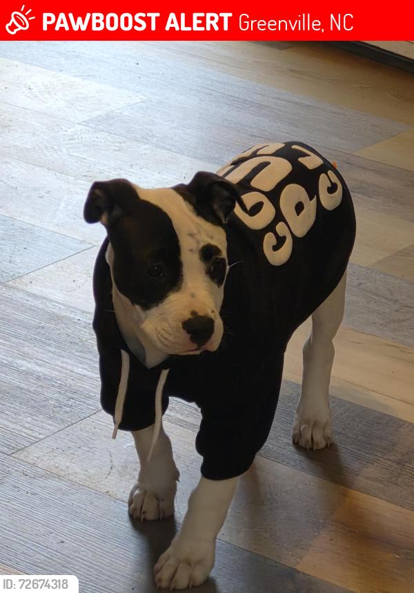 Lost Female Dog last seen Near Mumford rd Greenville , Greenville, NC 27834