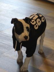 Lost Female Dog last seen Near Mumford rd Greenville , Greenville, NC 27834