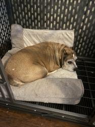 Lost Female Dog last seen Ashworth elementary, Arlington, TX 76002