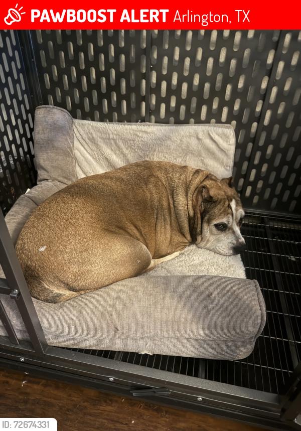 Lost Female Dog last seen Ashworth elementary, Arlington, TX 76002
