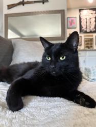 Lost Male Cat last seen Sunrise blvd and sungarden dr, Citrus Heights, CA 95610