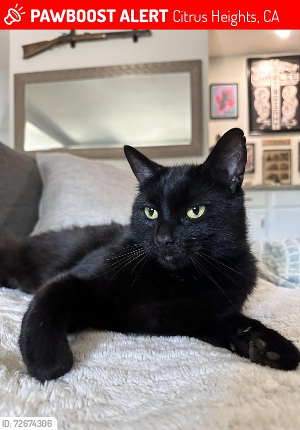 Lost Male Cat last seen Sunrise blvd and sungarden dr, Citrus Heights, CA 95610