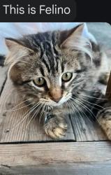 Lost Male Cat last seen Willow Court, Hayward, CA 94541
