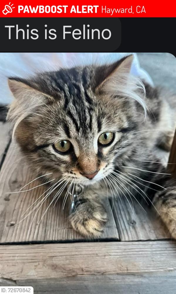 Lost Male Cat last seen Willow Court, Hayward, CA 94541