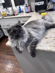 Lost Male Cat last seen 49th or 57th and southeastern , Sioux Falls, SD 57103