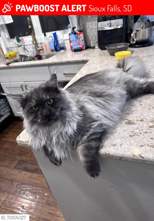 Lost Male Cat last seen 49th or 57th and southeastern , Sioux Falls, SD 57103