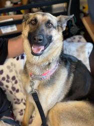 Lost Female Dog last seen Encinitas CA, Encinitas, CA 92007