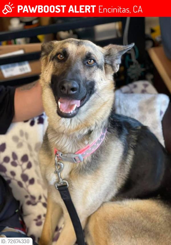 Lost Female Dog last seen Encinitas CA, Encinitas, CA 92007