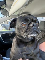 Found/Stray Female Dog last seen Menifee Lakes, Menifee, CA 92584