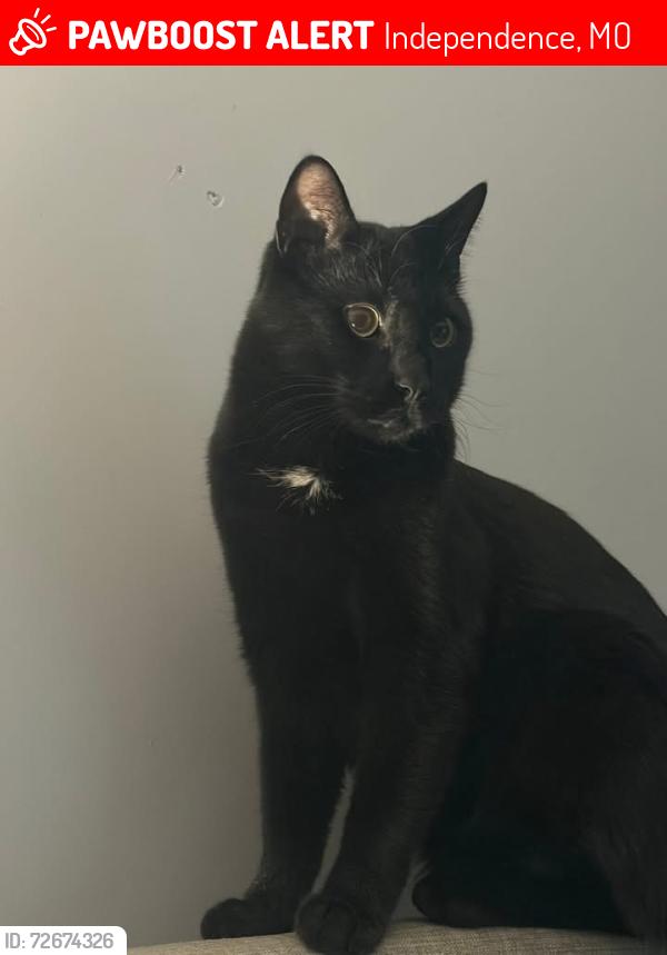 Lost Male Cat last seen Indy Ridge apmts , Independence, MO 64057