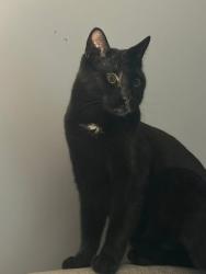 Lost Male Cat last seen Indy Ridge apmts , Independence, MO 64057