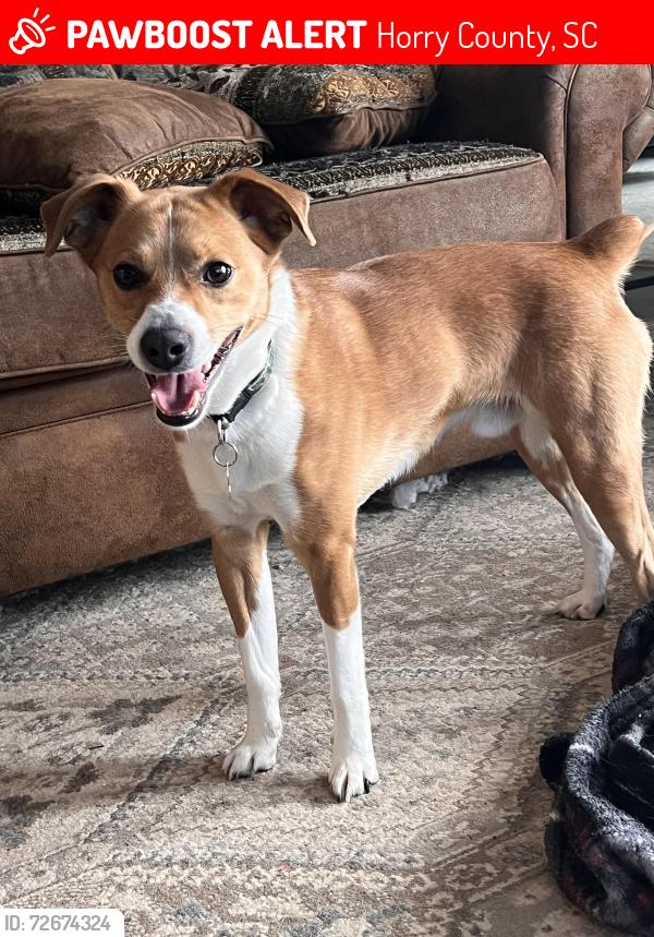 Lost Male Dog last seen Atlantic Breeze Dr North Myrtle Beach, SC  29582 United States, Horry County, SC 29566