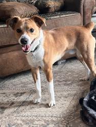 Lost Male Dog last seen Atlantic Breeze Dr North Myrtle Beach, SC  29582 United States, Horry County, SC 29566