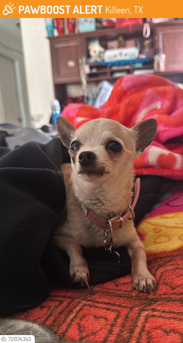Found/Stray Female Dog last seen Westcliff rd, Killeen, TX 76543