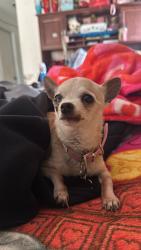 Found/Stray Female Dog last seen Westcliff rd, Killeen, TX 76543