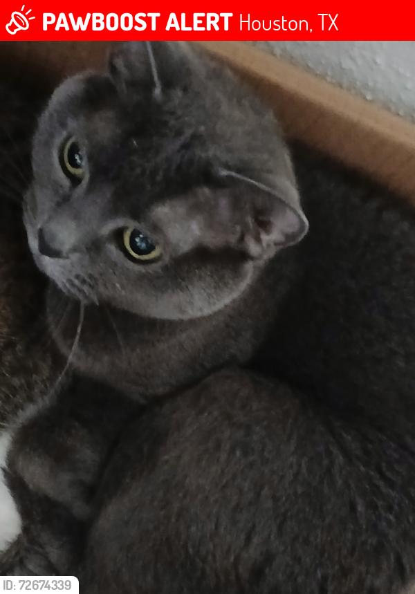 Lost Female Cat last seen Lakeshore Apartments, Houston, TX 77058