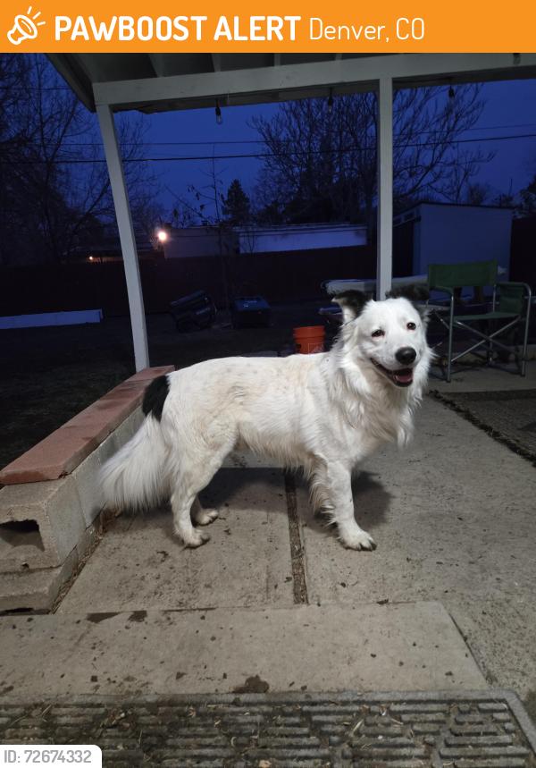 Found/Stray Male Dog last seen Colorado Avenue and South Patton Court, Denver, CO 80219