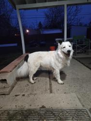 Found/Stray Male Dog last seen Colorado Avenue and South Patton Court, Denver, CO 80219