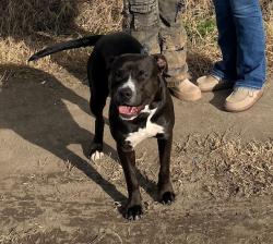 Lost Male Dog last seen Unkown, Sumner County, TN 37066