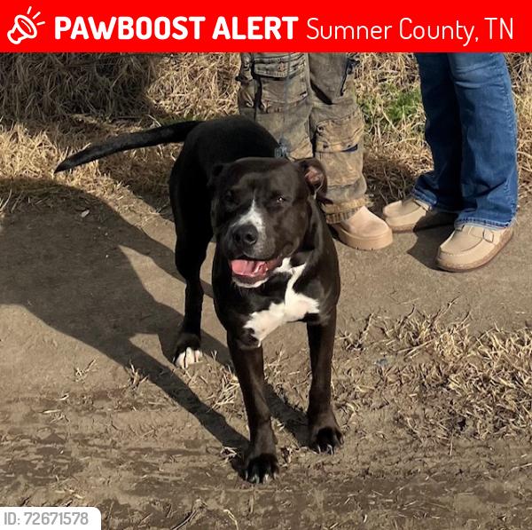 Lost Male Dog last seen Unkown, Sumner County, TN 37066