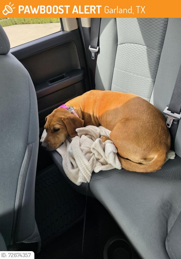 Found/Stray Female Dog last seen Jupiter Rd & Grader St, Garland, TX 75042