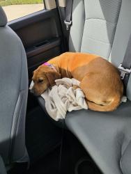 Found/Stray Female Dog last seen Jupiter Rd & Grader St, Garland, TX 75042