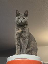 Lost Female Cat last seen Santa Teresita Dr, El Paso, TX 79932