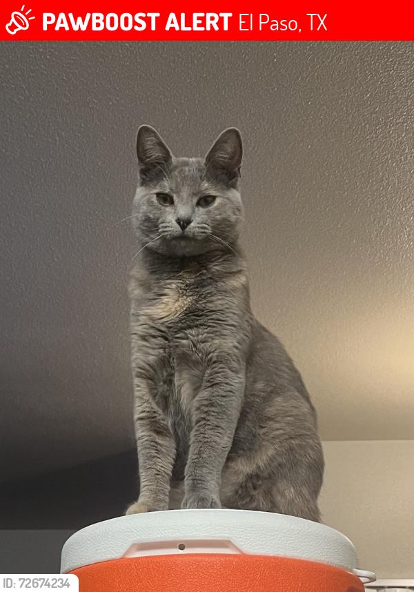 Lost Female Cat last seen Santa Teresita Dr, El Paso, TX 79932
