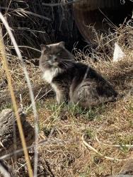 Found/Stray Unknown Cat last seen clear creek trail off of E highway 224, Welby, CO 80229
