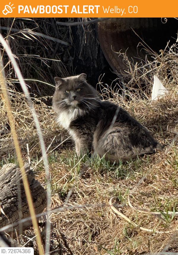 Found/Stray Unknown Cat last seen clear creek trail off of E highway 224, Welby, CO 80229