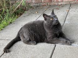 Found/Stray Unknown Cat last seen San Jose Ave @ Paru. (Kitty is on our walkway), Alameda, CA 94501